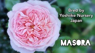 MASORA ROSE plant by Yoshiike Nursery 2009 Japan バラ マソラ