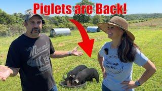 Now the Homestead Feels Complete with PIGLETS!