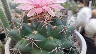 Coryphantha elephantidens