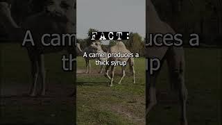 #shorts #CamelPeeFacts #UniqueAnimalFluids #Syrup likeCamelPee #ExoticAnimalTrivia #Nature'sOddities