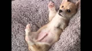 Corgi or Fennec Fox