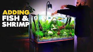 Adding FISH & SHRIMP to BUDDHA Aquarium | MD Fish Tanks