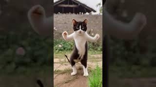 Funny cat dance | #cat #cats #animals #cute #cutecat #world