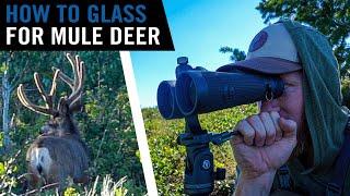 How to Glass For Mule Deer - Early Season Tips!