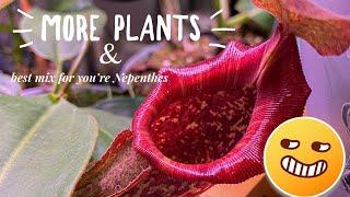 More Plants!! & whats the Best Nepenthes Soil Mix?