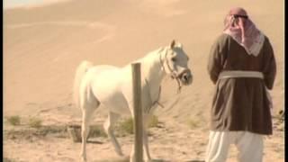 Arabian Horses ~ A tale of obedience