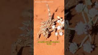 the Cutest thorny devil #viral #ytshorts #shorts  #maryam