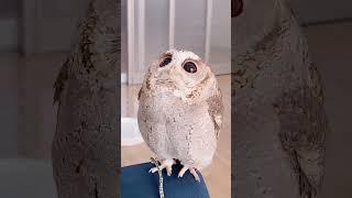 Pull My Feather! 🪶 #owl #owlhouse #owls #owlsofinstagram #owlvideo #viralshort #viralvideo #foryou