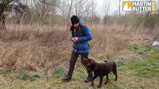 Hundetraining | Leinenführigkeit | "Schade" – Übung