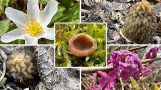 Morel indicators without end | Verpel & Scheibchenlorchel in March | 23.03.2025 | Mushroom years ...
