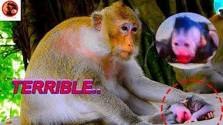 Really T_errible! Cute baby almost D.i.e, Cause MaMa ATT/CK&ATT/CK HER NEWBORN #monkey #animals