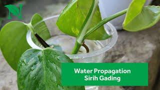 Cara Mudah Memperbanyak Tanaman Hias Sirih Gading Dengan Media Air (Water propagation)