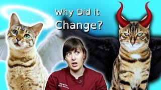 3 BIG Reasons Why Cat's Behaviors Change Quickly From GOOD to BAD | VET ADVICE