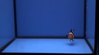 Superfancy Misbar Clownfish #2 for Sale!