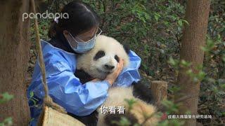 新版本: 奶妈抱着花花亲不停New edition: HeHua is so affectionate, she loves to receive and give kisses to nanny