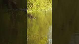 Утка (крохаль) с утятами
