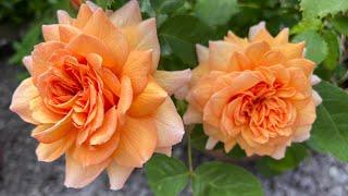 Grace Shrub Rose - David Austin Roses - Review - English Roses -