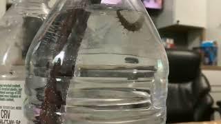 21 seconds of diving beetle larvae footage