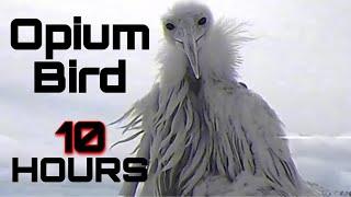 [10 HOURS] Opium Bird Meme from 2027 You Won't Understand | Luh Calm Fit