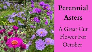 Perennial Asters A Great Cut Flower For October