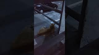 good morning cat