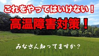 高温障害が稲にもたらす影響教えます！(RICE IS COMEDY®︎）