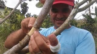 Cómo fazer Alporquia em um cajueiro