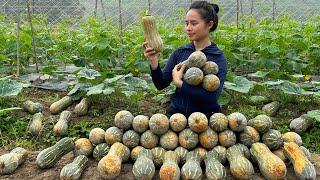 Harvest the pumpkin garden and bring it to the market to sell - Cook