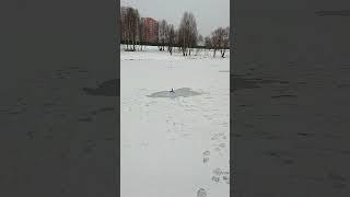 Тут рыбы нет
