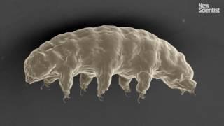 World's hardiest animal has radiation shield for its DNA