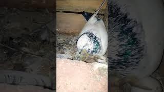 kabutar Apne bacche ko Dana khila Raha h #kabootarbazi#pigeon #short #babypigeon #kyarishkadripigeon