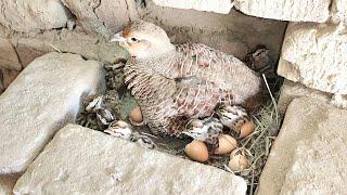 from crossing to hatching eggs full informative video | teetar breeding season