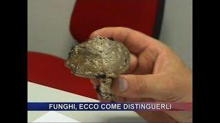 Funghi, ecco come distinguerli