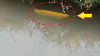 Viral !! Ikan Bernilai Puluhan Juta Rupiah, Bebas Berenang di Selokan