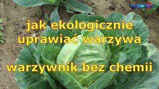 jak ekologicznie uprawiać warzywa, warzywnik bez chemii