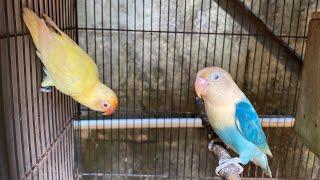 Ternak lovebird jejak forester 21