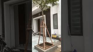 Cây chay vàng lá sau 5 ngày trồng? #canhphong #trunquecanhphong #trangtraicanhphong #nongdan2k7