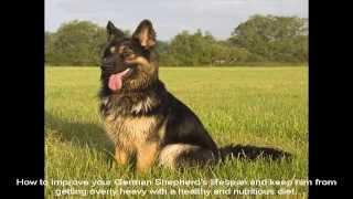 German Shepherd Dogs For Sale Price