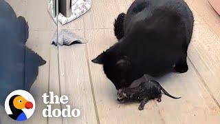 Pregnant Street Cat Gives Birth On Nanny Cam | The Dodo