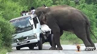 A ferocious wild elephant attacked a lorry carrying a large number of passengers upside down.