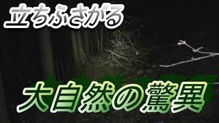 山道の奥に潜む心霊トンネル……（旧々吹上トンネル）