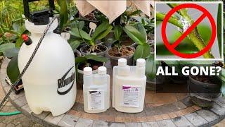 The Ultimate Way Of Permanently Getting Rid Of Mealybugs and Other Bugs From Orchids (Works 100%)