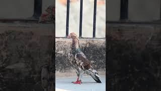 kabutar post #kabootar #pigeon
