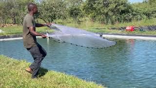 DO'S AND DONT'S IN FISH POND MANAGEMENT FOR OPTIMUM TILAPIA FISH GROWTH PLUS ACCESSORIES