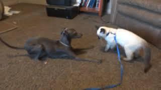 Italian Greyhound vs. Siamese Kitten!  Hilarious!