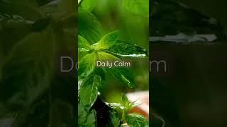 Daily Calm | Sound of Raindrops Make Plant Leaves Dance #argamon #am #shorts