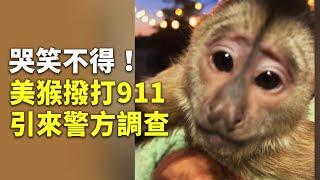 哭笑不得！美猴撥打911 引來警方調查 - 猴子打電話 - 國際新聞