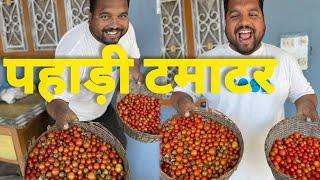 pahadi tomato  || organic tomato  || pahadi lifestyle ||uttarakhand Gosil Hindolakhal Tehri