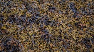 Dom Bridges on redeeming seaweed through 'Haeckels'