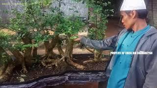 bonsai master serut karakter Raf panjang 150 cm rap shaved bonsai